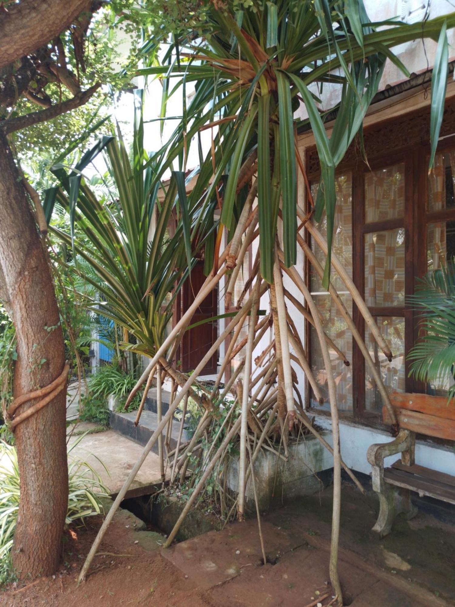 Lucky Holiday Home Anuradhapura Zewnętrze zdjęcie